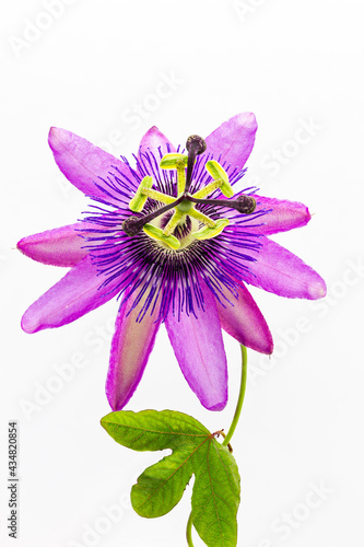 Purple passion flower photo