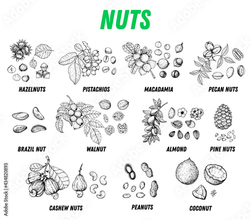 Nuts collection hand drawn sketch. Vector illustration. Nuts cocktail. Organic healthy food. Nuts packaging design. Engraved style. Black and white color