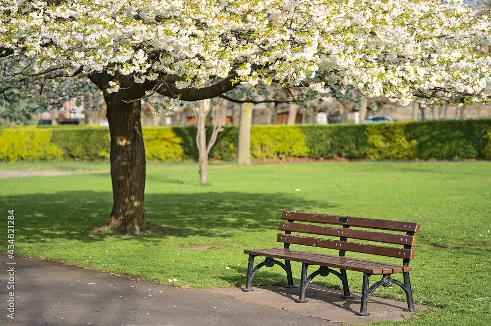 Beautiful spring view of single bench beside delicate white cherry (Prunus Shogetsu Oku Miyako) blossoms flowering tree in Herbert Park, Dublin, Ireland. Soft and selective focus