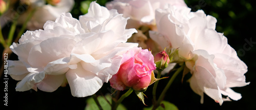 Róże białe i różowe