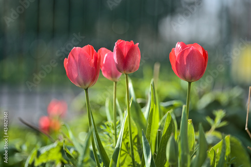 Beautiful closeup low ground view of spring delicate red tulips against vertical pattern of metal fence in Herbert Park, Dublin, Ireland. Soft and selective focus