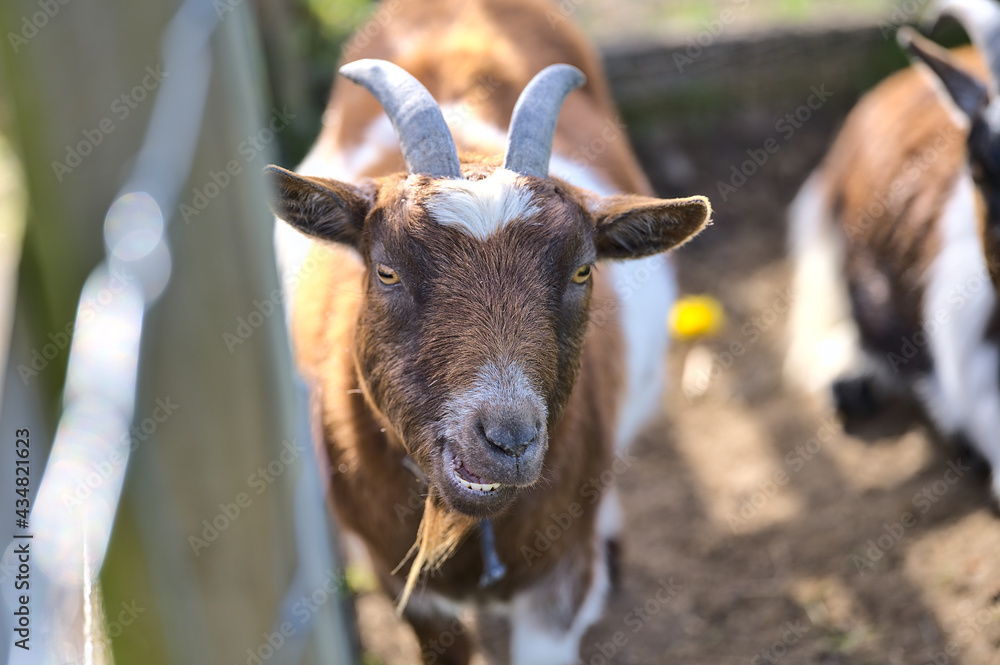 Beautiful closeup view of goat beside the wooden fence at Goatstown farm in Dublin, Ireland. Soft and selective focus