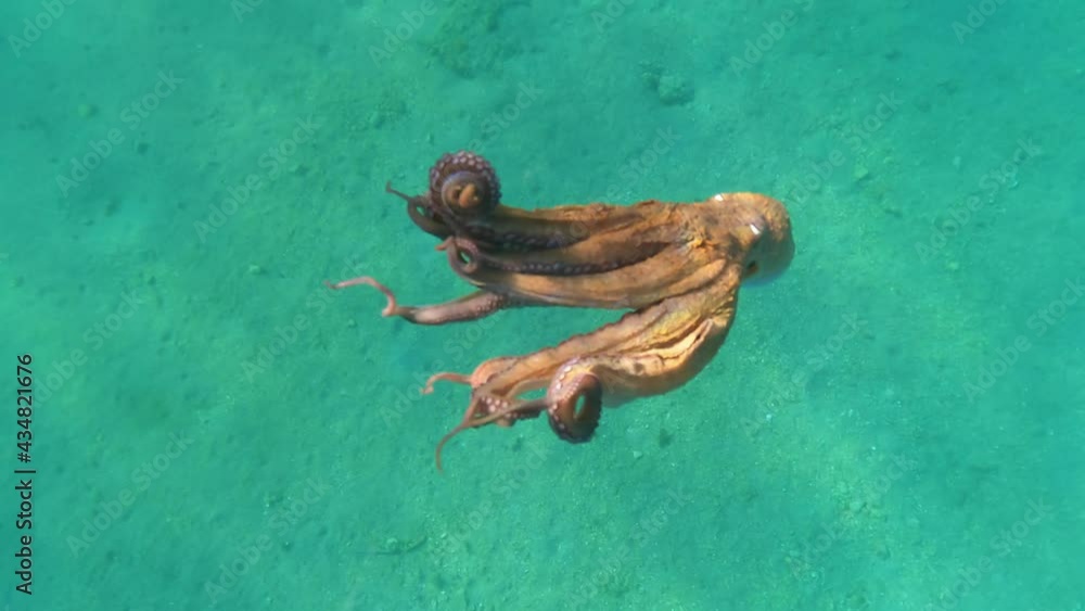 Underwater video of small octopus swimming in crystal clear exotic island bay Underwater video of small octopus swimming in crystal clear exotic island bay