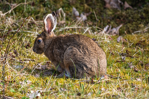 rabbit in the grass