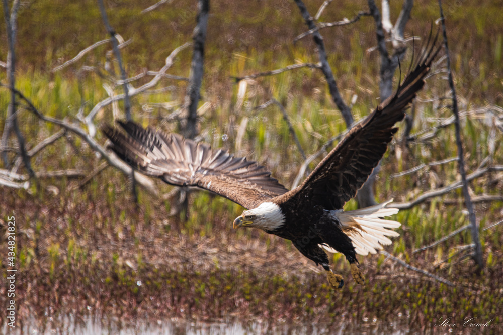 Fototapeta premium eagle in flight