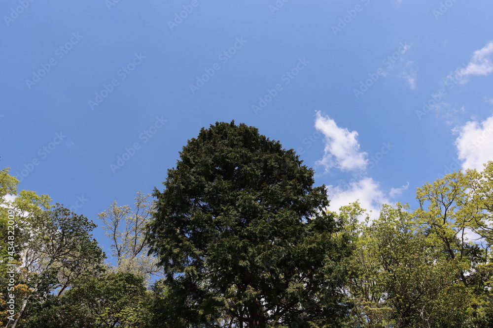 青空を背景にしたの本の美しい風景 青空を背景にしたの本の美しい風景