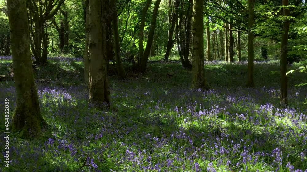 Low level drone flight through a beautiful Bluebell Forest Low level drone flight through a beautiful Bluebell Forest