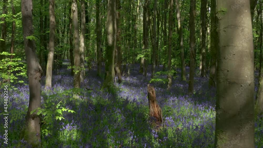 Low level drone flight through a beautiful Bluebell Forest Low level drone flight through a beautiful Bluebell Forest
