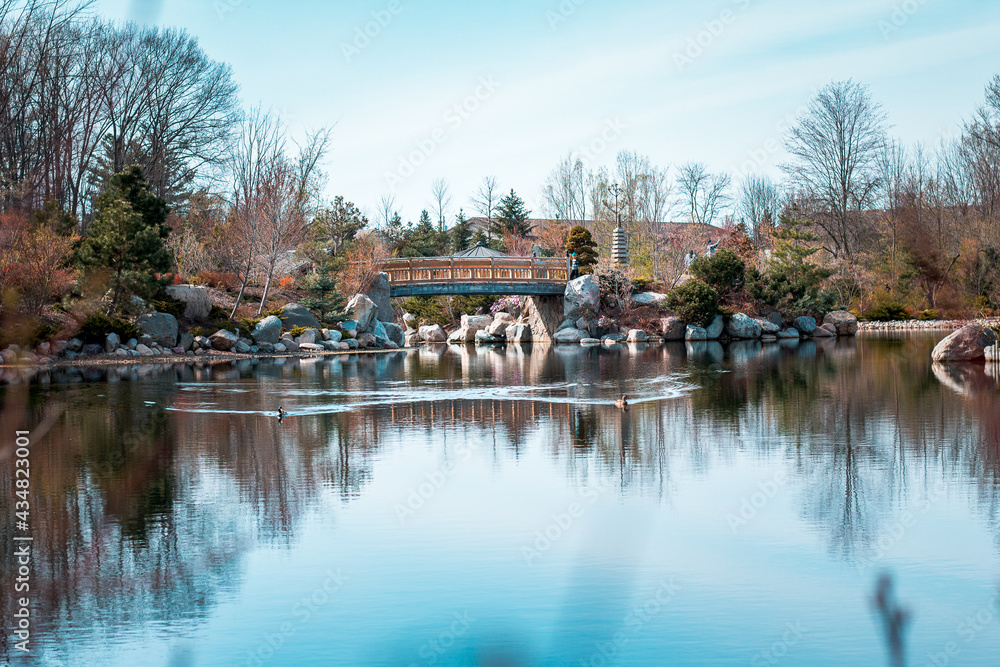 Geese swimming in front of the bridge at the japanese garden