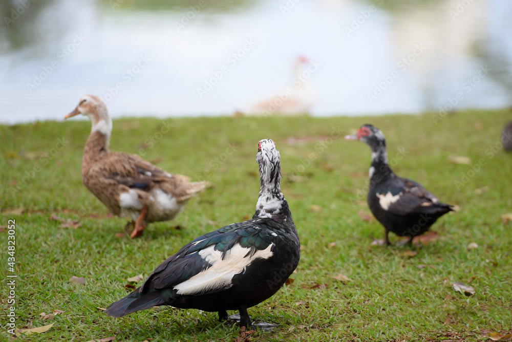 ducks walking on the grass, bird isolated on blurred green background ducks walking on the grass, bird isolated on blurred green background