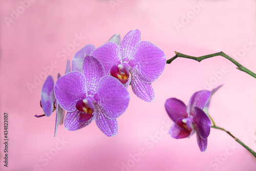 Fototapeta Naklejka Na Ścianę i Meble -  beautiful orchid flower isolated with defocused dots on blurred pink background
