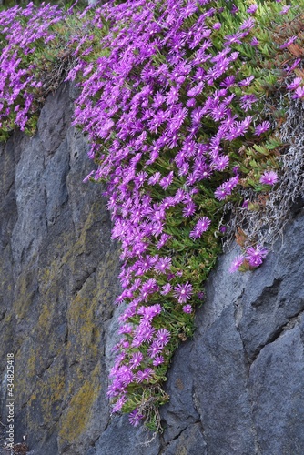 Trailing ice plant flowers. Aizoaceae perennial succulent plants. photo