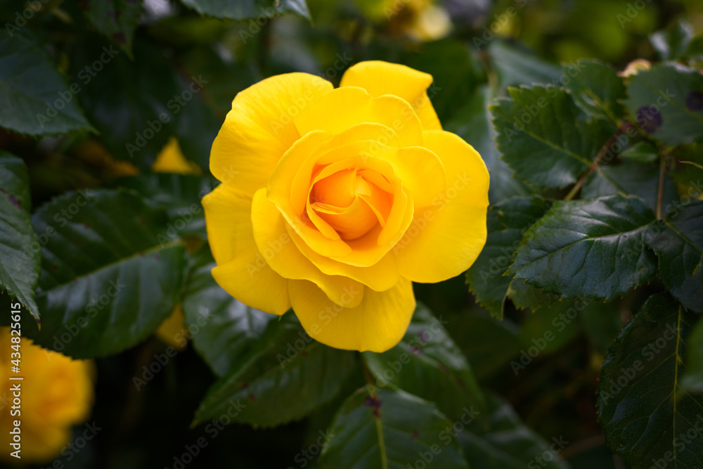 A close up view of a yellow rose in full bloom against dark green leaves of the plant A close up view of a yellow rose in full bloom against dark green leaves of the plant