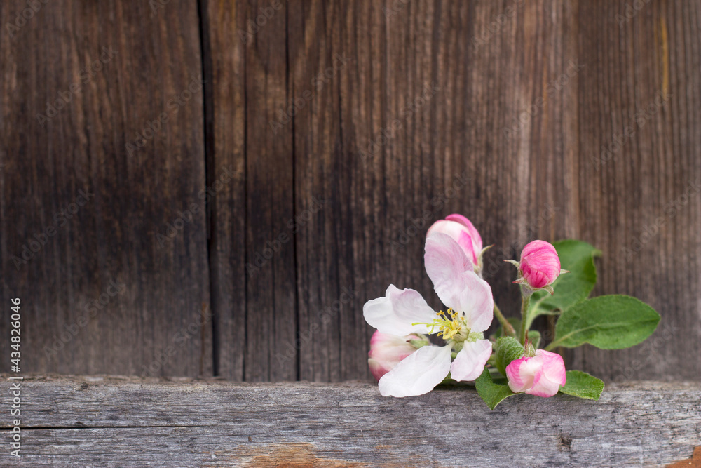 Pink apple flowers bunch on the dark wooden background close up. Spring still life with buds and flowers on the old fence grey background. Pink apple flowers bunch on the dark wooden background close up. Spring still life with buds and flowers on the old fence grey background.