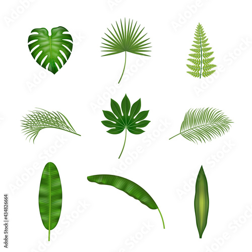 Set of isolated tropical leaves