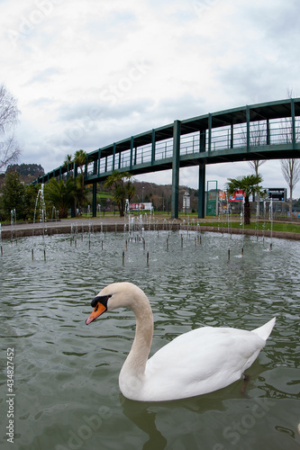 white swan under a bridge