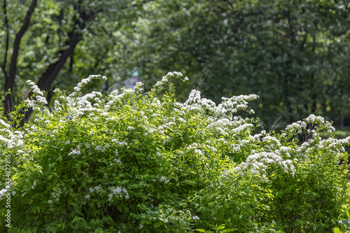 Spiraea. Deciduous ornamental shrub of the Rosaceae family. White flowers on branches during flowering