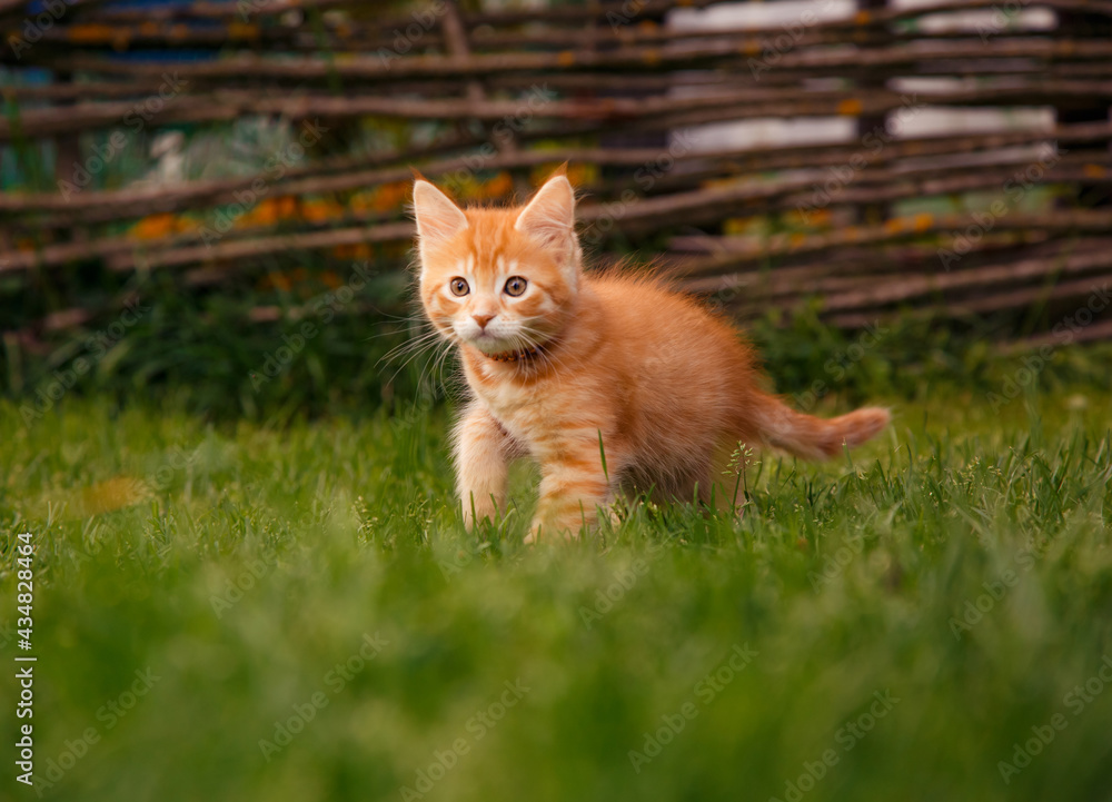 One beautiful ginger maine coon kittens walking on the glass and looking on summer sunny weather background. Fun One beautiful ginger maine coon kittens walking on the glass and looking on summer sunny weather background. Fun