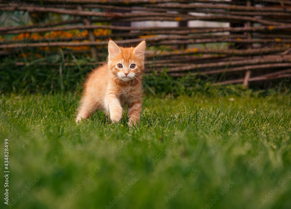 Naklejka premium One beautiful ginger maine coon kittens walking on the glass and looking on summer sunny weather background. Fun