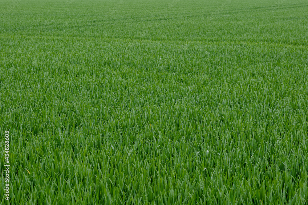 Outdoor sunny landscape view over grass, rice, meadow and agricultural field. Natural greenery green background. Growth rice grain field. Outdoor sunny landscape view over grass, rice, meadow and agricultural field. Natural greenery green background. Growth rice grain field.