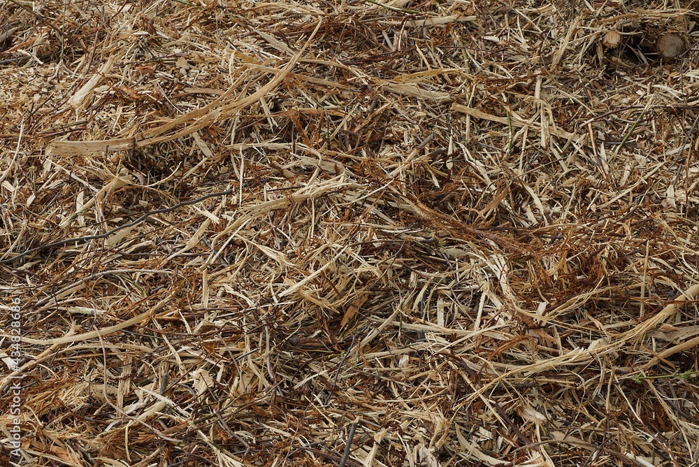 natural plant texture from dry gray brown grass in a field