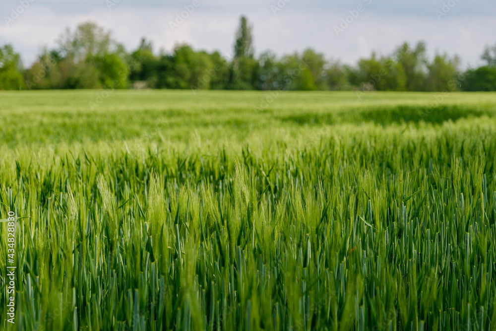 Selective focus and outdoor sunny landscape view over grass, rice, meadow, wheat or barley agricultural field. Natural greenery green background. Growth rice field.