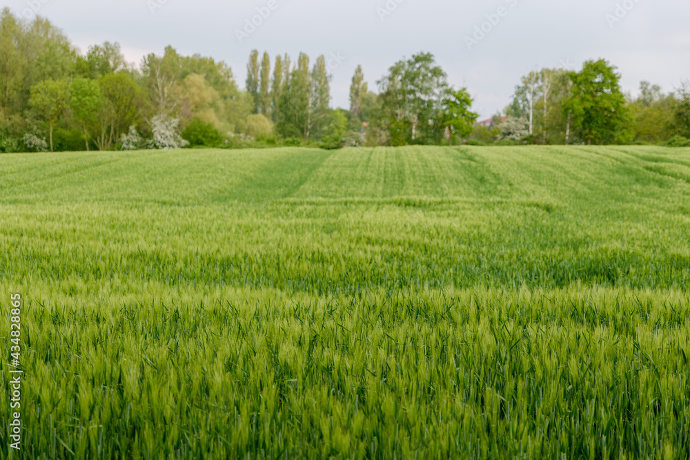 Obraz premium Selective focus and outdoor sunny landscape view over grass, rice, meadow, wheat or barley agricultural field. Natural greenery green background. Growth rice field.