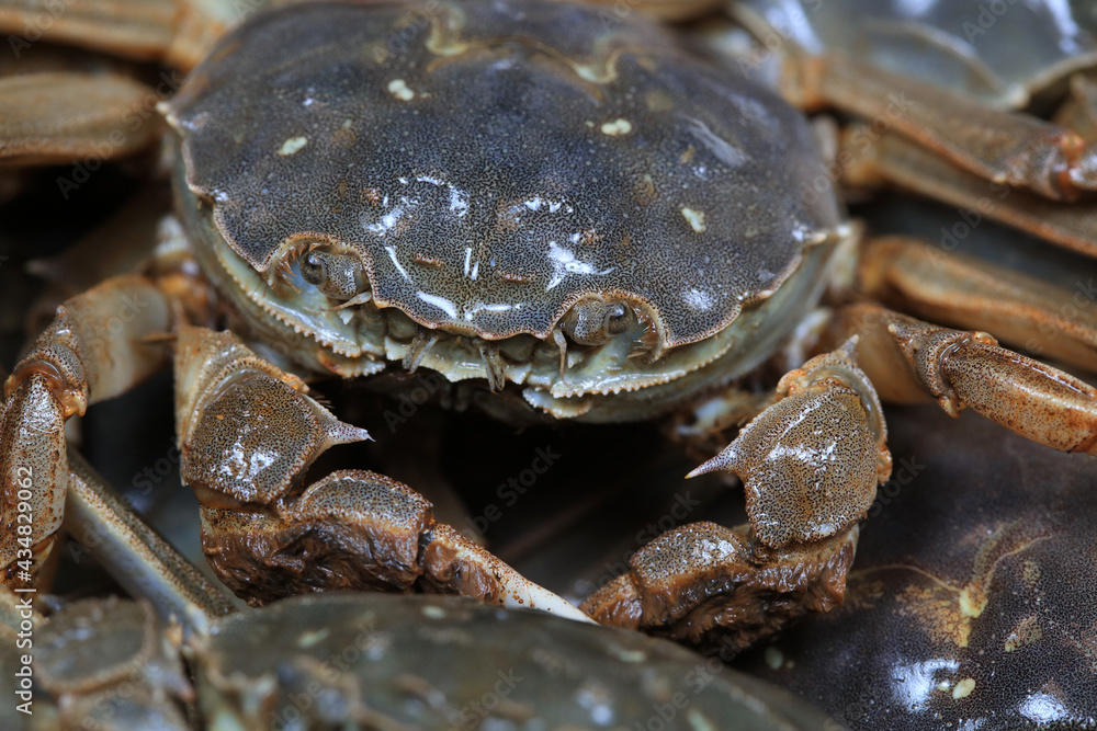 A close-up of fresh river crabs A close-up of fresh river crabs