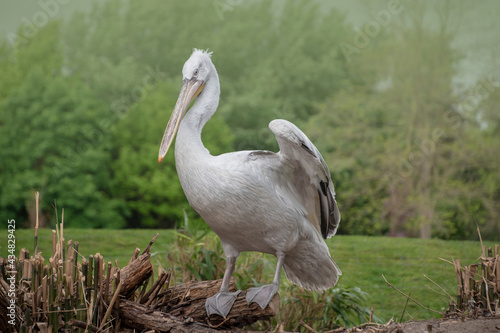 The great white pelican, Pelecanus onocrotalus also known as the eastern white pelican, rosy pelican or white pelican