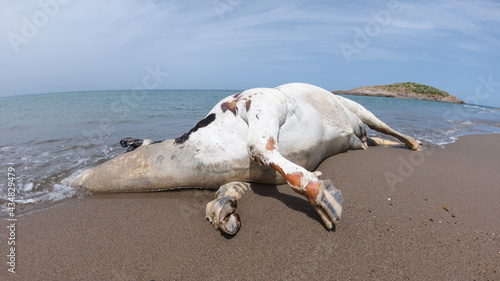 Photography The suffering of animals, a dead cow that was washed away by the river to the sandy beach, the suffering of wild animals from floods, the problem of the rivers eroding animals, animal suffering
