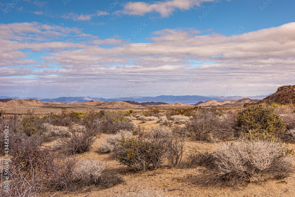 Joshua Tree National Park, CA, USA - December 30, 2012: Wide beige desolate landscape lighted by sunshine with cacti vegetation and mountains on horizon under blue cloudscape.