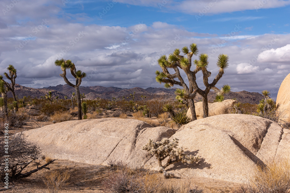 Joshua Tree National Park, CA, USA - December 30, 2012: A few trees and beige sun lighted boulders in front in wide landscape under blue bloudscape. Dark hills on horizon.