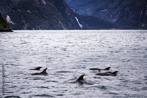 Dolphins and landscape © Carmen