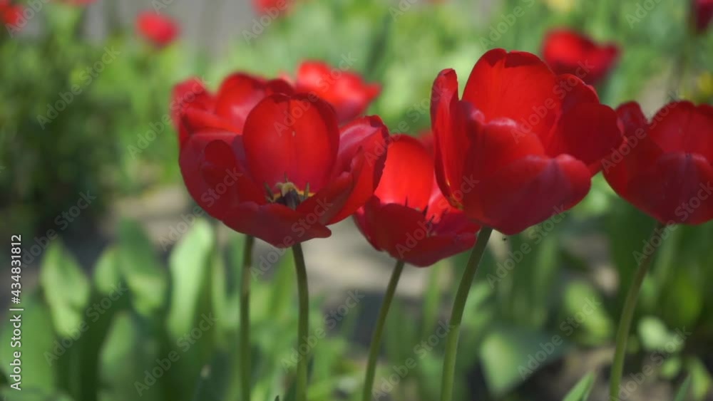 CLOSE UP, SLOW MOTION, DOF: Amazing red tulips blooming at beautiful local touristic park at early sunny evening. Fragile tulip flowers blossoming at late sunny morning. CLOSE UP, SLOW MOTION, DOF: Amazing red tulips blooming at beautiful local touristic park at early sunny evening. Fragile tulip flowers blossoming at late sunny morning.