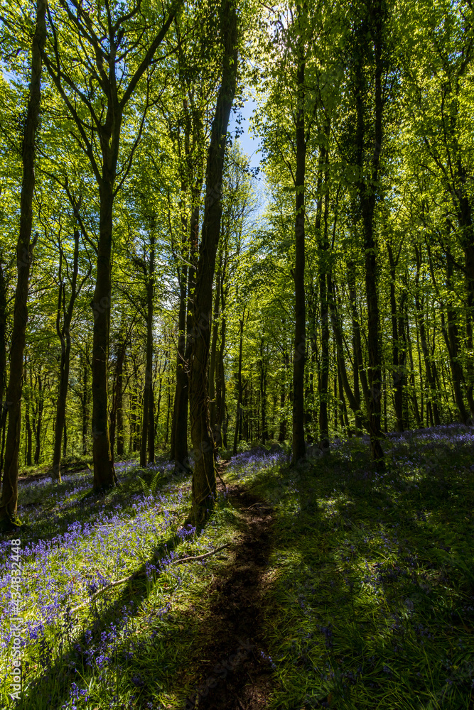 Colorful Bluebells in full flower in a small woods Colorful Bluebells in full flower in a small woods