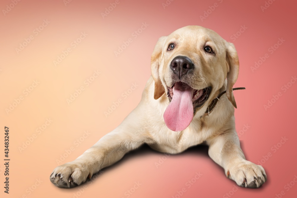 Dog. Dog.