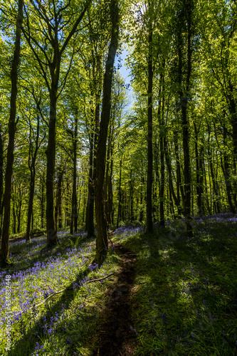 Colorful Bluebells in full flower in a small woods © whitcomberd
