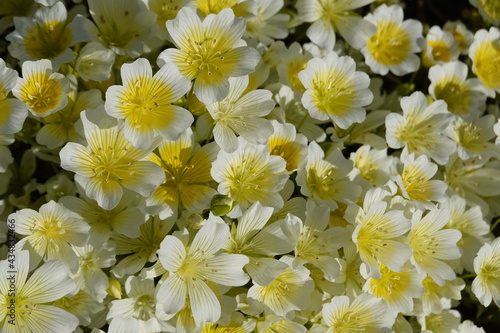 Poached egg plant, Limnanthes douglasii, bears bright white and yellow cup-shaped flowers, reminiscent of poached eggs. photo
