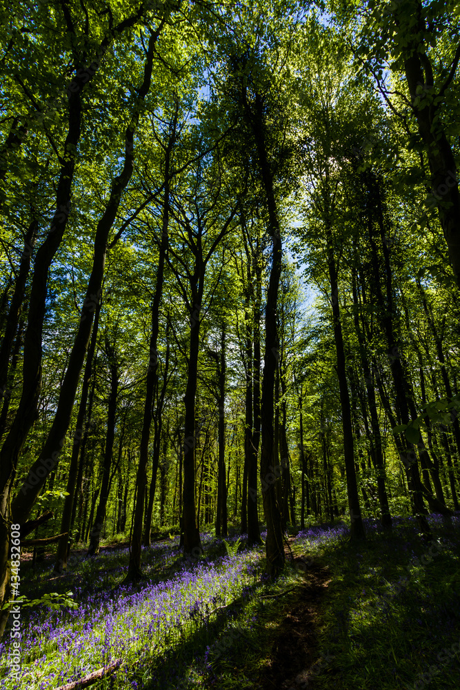 Fototapeta premium Colorful Bluebells in full flower in a small woods