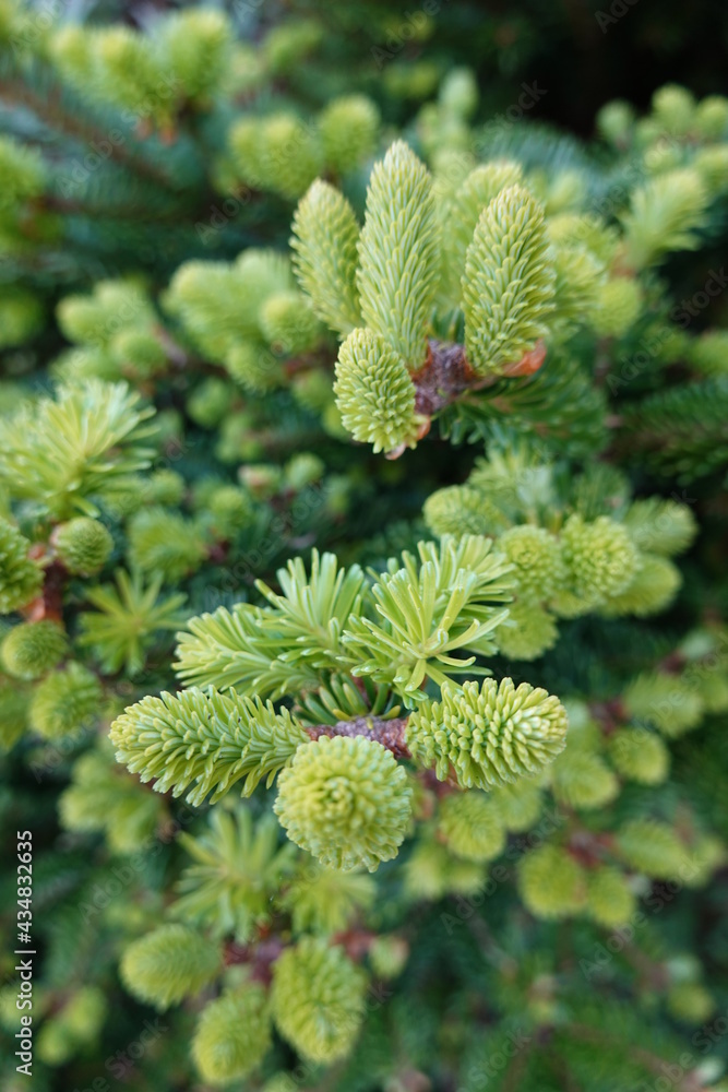 Abies balsamea or balsam fir is a North American fir, native to most of eastern and central Canada and the northeastern United States