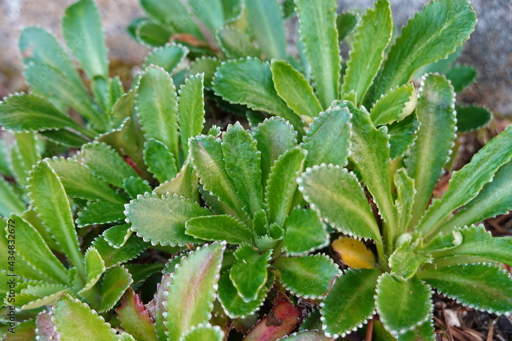 Sedum aizoon, commonly called aizoon stonecrop, is a rhizomatous, tuberous-rooted, succulent, herbaceous perennial. Sedum aizoon, commonly called aizoon stonecrop, is a rhizomatous, tuberous-rooted, succulent, herbaceous perennial.