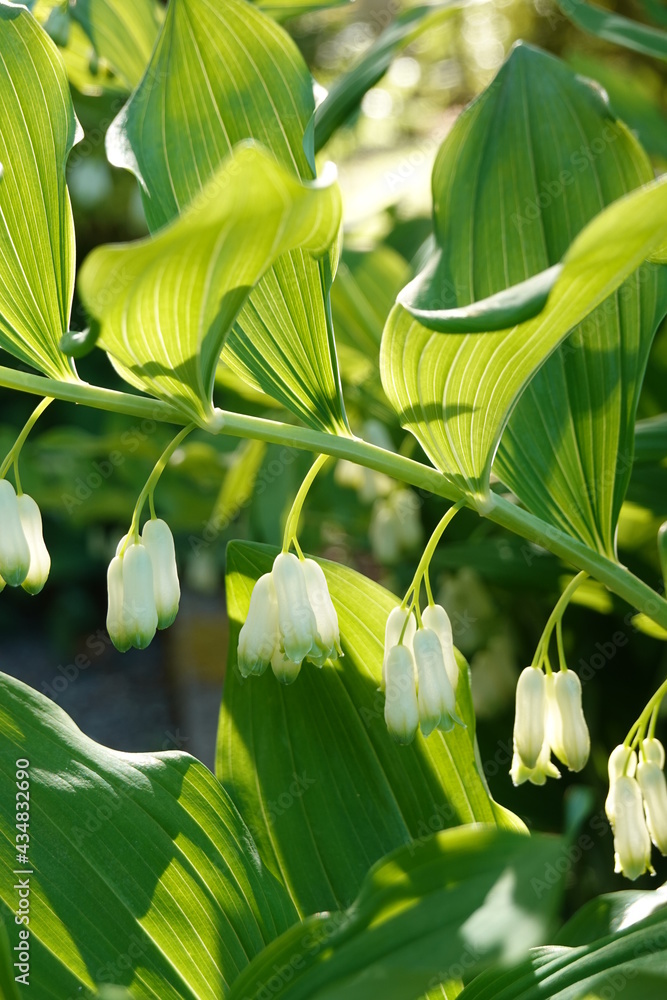Polygonatum biflorum (smooth Solomon’s seal) is a spring flower that has clusters of small greenish-white tubular flowers hanging from the stalks and later produces small blue berries.