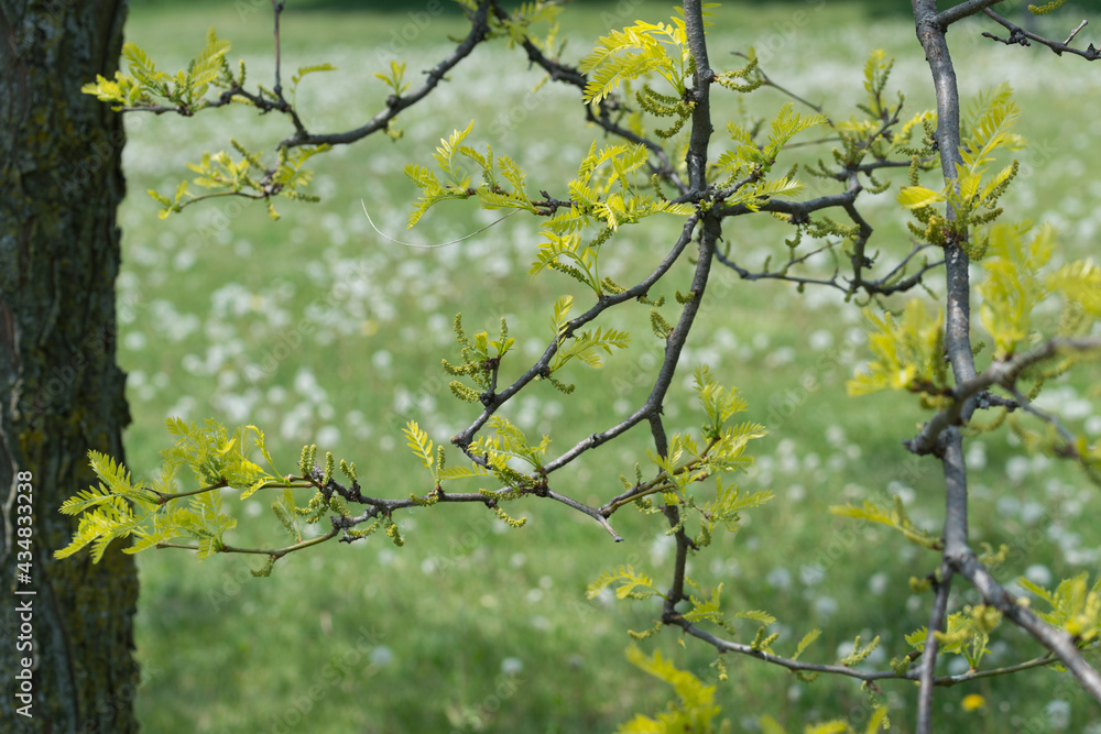 honey locus branch with new leaves photographed against a grassy area with tufts of dandelion seed heads honey locus branch with new leaves photographed against a grassy area with tufts of dandelion seed heads