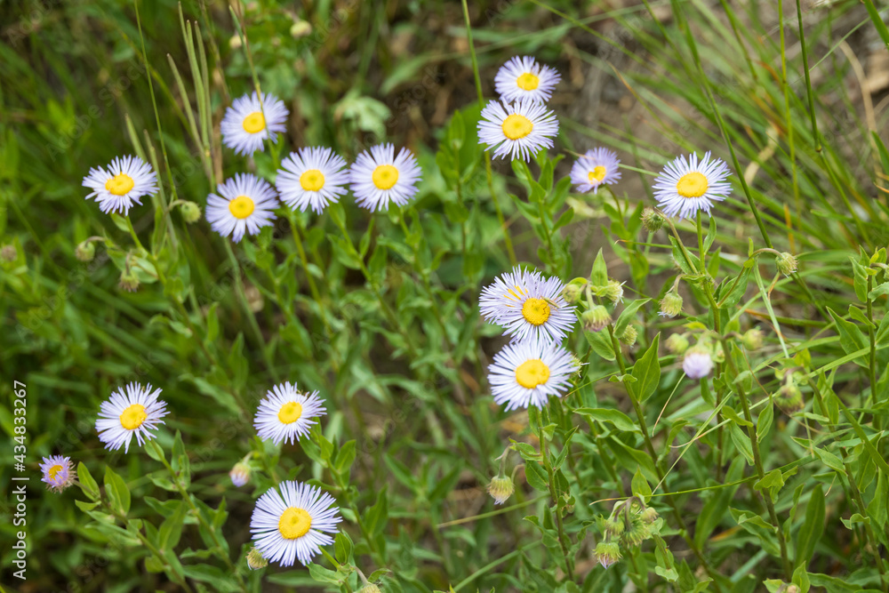 White wildflowers