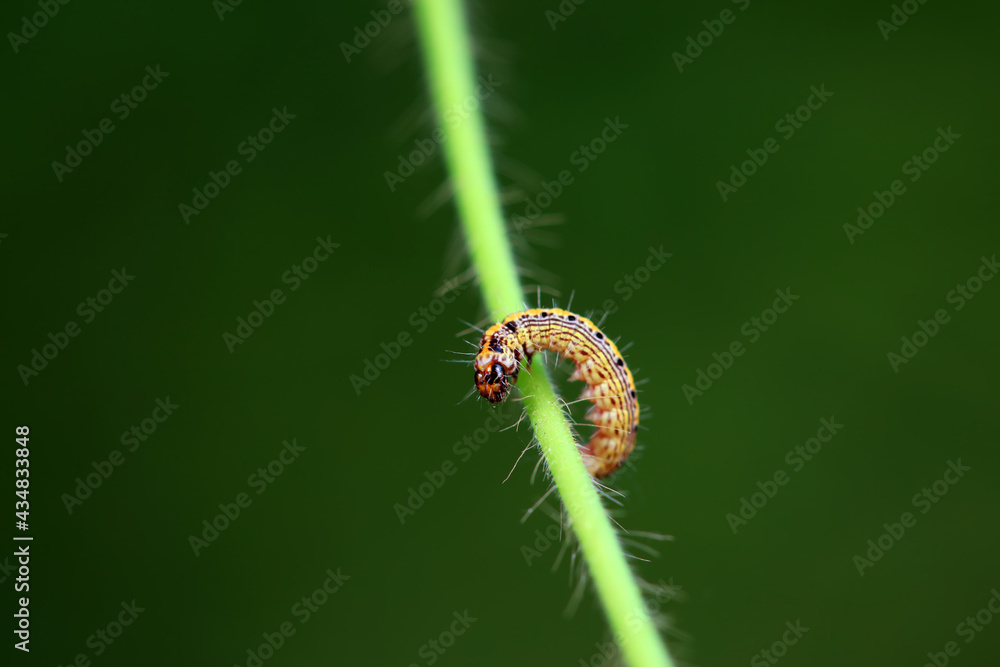 Fototapeta premium A Lepidoptera larva in nature, North China