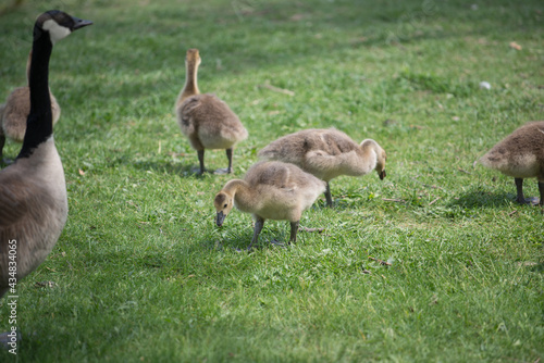country goose family - goose and goslings nibbling on grass by the edge of a river - gentle light effect - spring