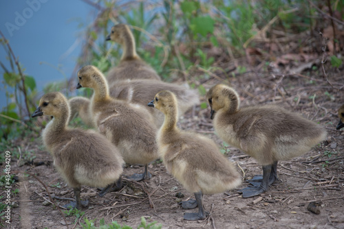 goslings approach a fairly steep river bank and await instructions from parent - bokeh background - spring - minimal post-processing © eugen