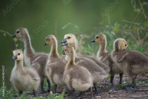 slowly maturing goslings await their turn to descend a short escarpment river bank - bokeh background - minimal post-processing - neutral  © eugen