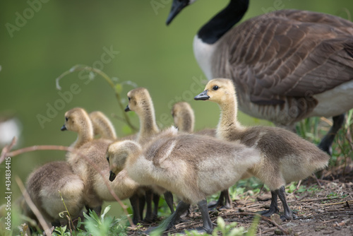 slowly maturing goslings await their turn to descend a short escarpment river bank while parent watches over its clutch - bokeh background - minimal post-processing - neutral  © eugen