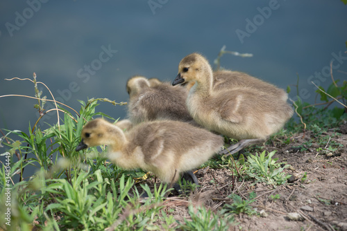 goslings approach a fairly steep river bank and await instructions from parent - bokeh background - spring - minimal post-processing © eugen